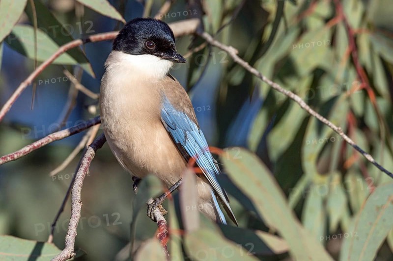 Blue magpie