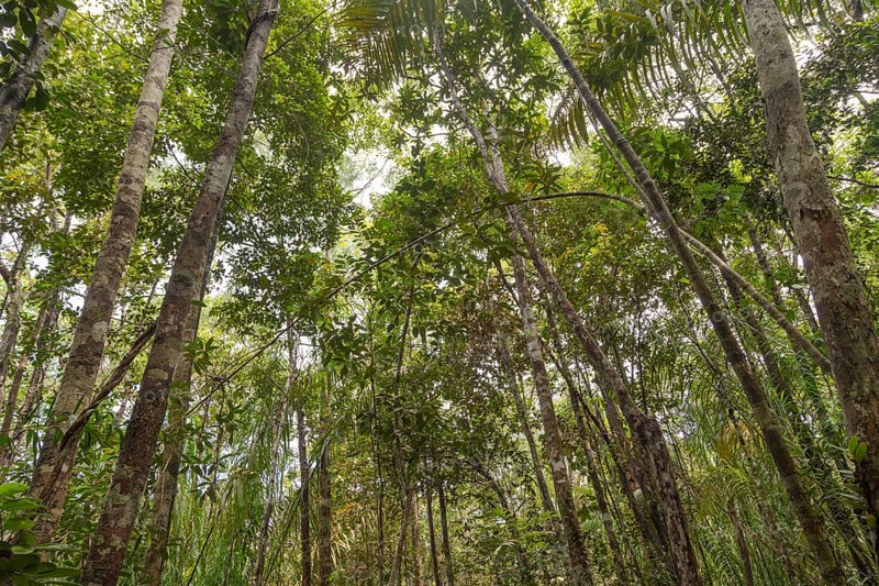Wild jungle in Bako national park. Vacation, travel, tropics concept, no people, Malaysia, Borneo, Kuching, Asia