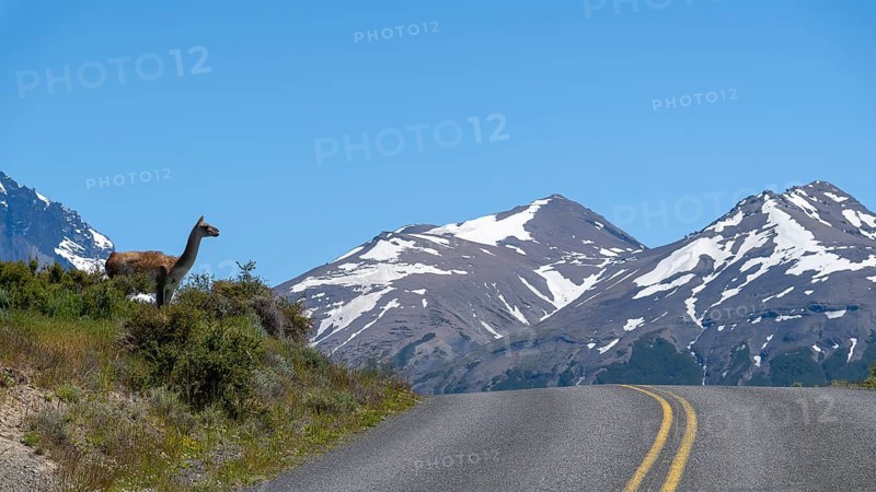 Guanaco (Llama guanicoe), Huanako, Torres del Paine National Park, Patagonia, End of the World, Chile, South America