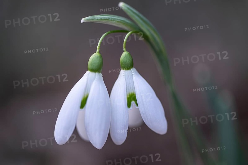 Snowdrop (Galanthus nivalis), Emsland, Lower Saxony, Germany, Europe