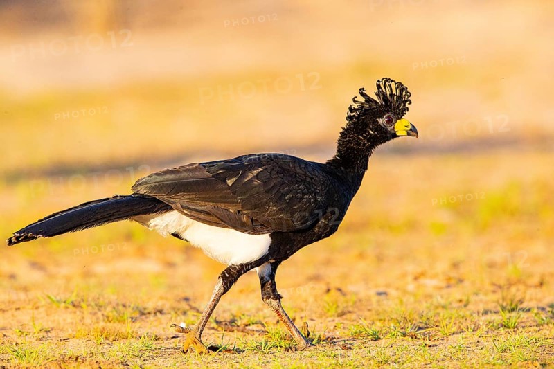 Bare-faced shokko (Crax fasciolata) Pantanal Brazil