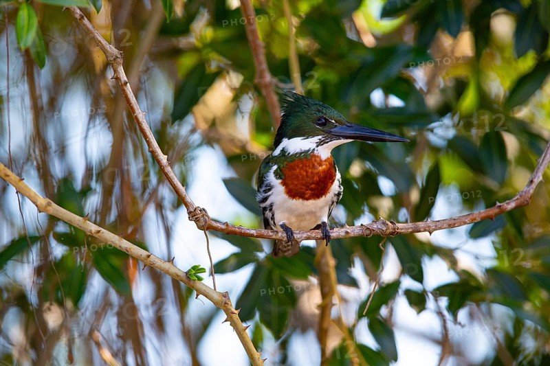Amazon kingfisher (Chloroceryle amazona) Pantanal Brazil