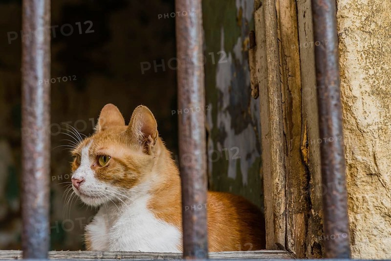 Brown and white adult cat sitting behind metal bars on window of abandoned building in Istanbul, Tuerkiye