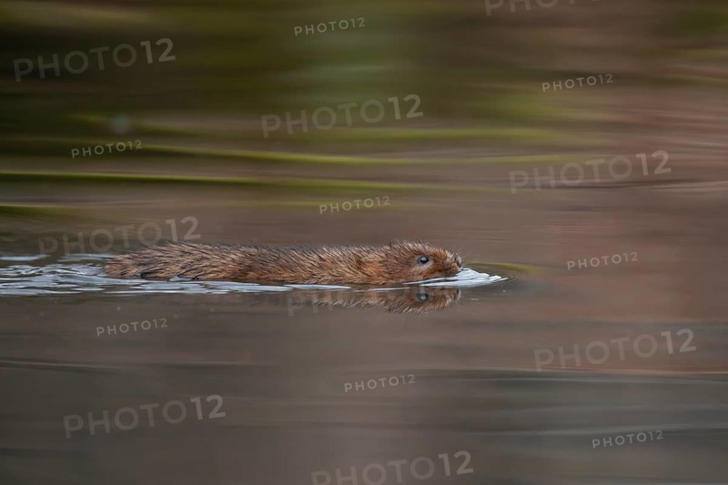Water vole (Arvicola amphibius) adult animal swimming across a river, Derbyshire, England, United Kingdom, Europe