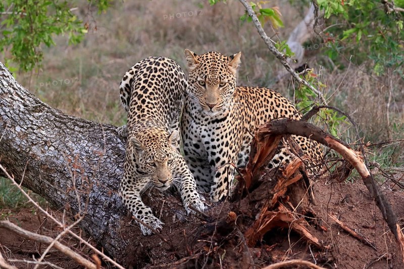 Leopard (Panthera pardus), adult, pair, alert, on tree trunk, Sabi Sand Game Reserve, Kruger NP, Kruger National Park, South Africa, Africa