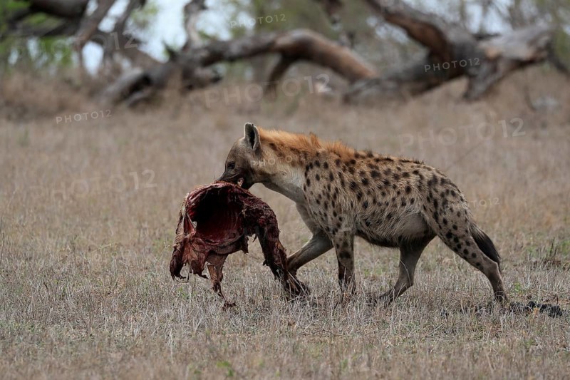 Spotted hyena (Crocuta crocuta), adult, with prey, carrying prey, running, Sabi Sand Game Reserve, Kruger National Park, Kruger National Park, South Africa, Africa