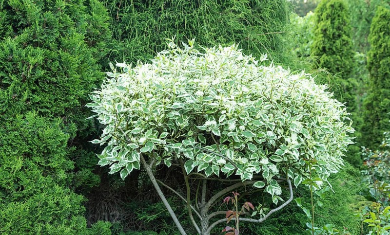 Variegated Dogwood (Cornus alba) ornamental leaves in the garden