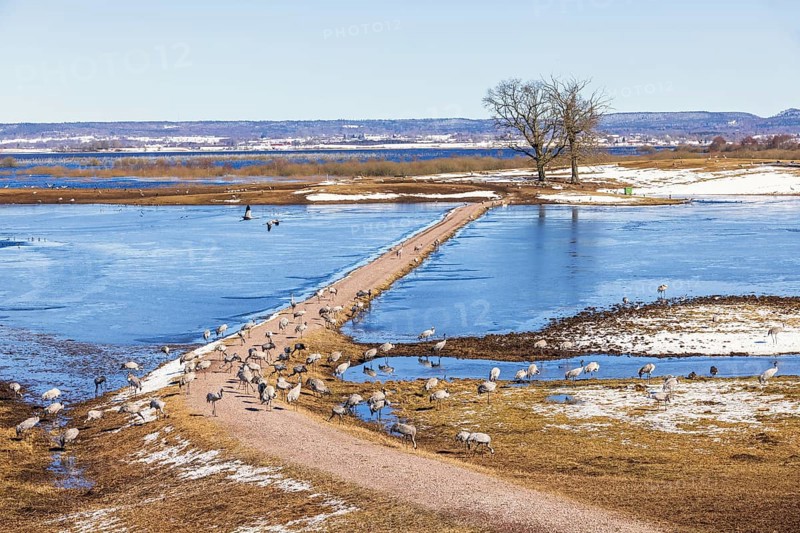 View of a flock of cranes (grus grus) by a lake with ice and snow on an early spring day, Hornborgasjoen, Sweden, Europe