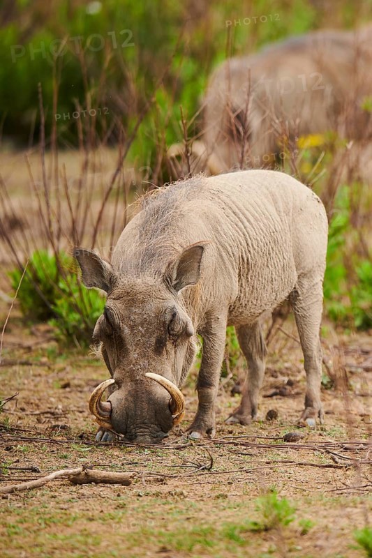 Common warthog (Phacochoerus africanus), walking in the dessert, captive, distribution Africa