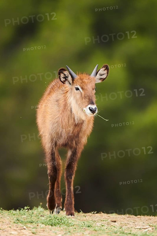 Waterbuck (Kobus defassa) in the dessert, captive, distribution Africa