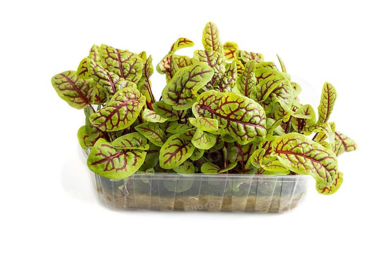 Plastic box with microgreen sprouts of sorrel isolated on white background. Side view, close up