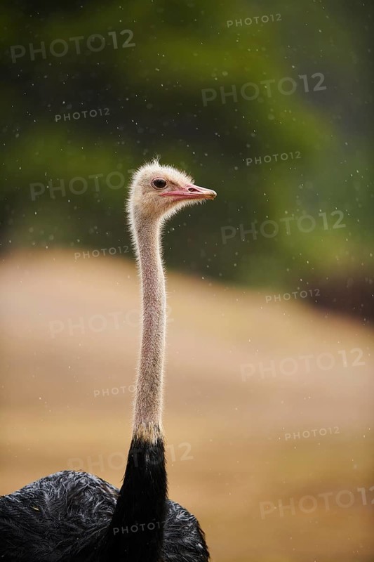 Common ostrich (Struthio camelus), portrait, captive, distribution Africa