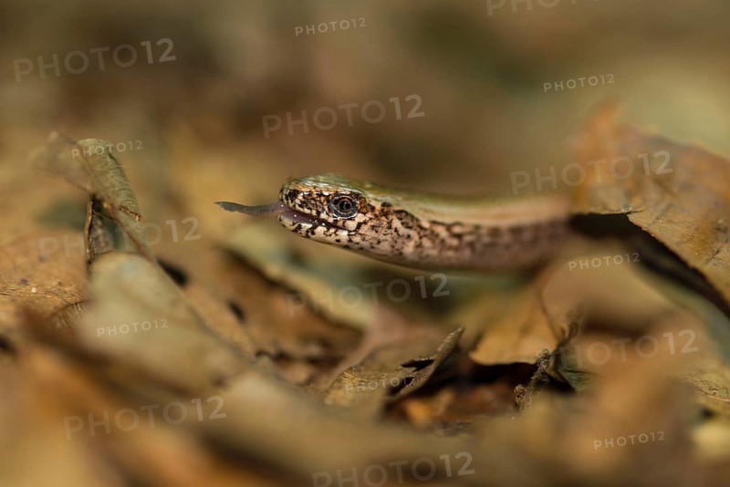 Western slow worm (Anguis fragilis), male, camouflaged between brown leaves on forest floor, with visible tongue, lambent, close-up, Usedom Island, Mecklenburg-Western Pomerania, Germany, Europe