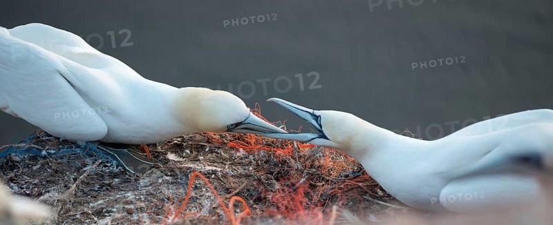 Two northern gannet (Morus bassanus) (synonym: Sula bassana) in their nests, territorial demarcation with open beaks and heads stretched forward, imposing behaviour, nests with a lot of plastic waste, old cords, parts of ghost nets, old fishing nets, plastic waste, ropes, plastic and rubbish, symbolic image marine pollution, danger from plastic waste, sea in the background, northern gannet colony Lummenfelsen, Helgoland, North Sea, Schleswig-Holstein, Germany, Europe