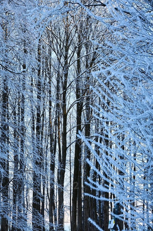 Snow-covered winter forest near Polling an der Ammer. Polling, Paffenwinkel, Upper Bavaria, Germany, Europe