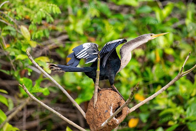 American darter (Anhinga anhinga) Pantanal Brazil