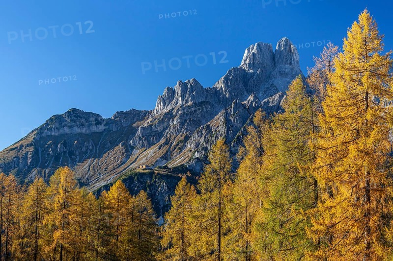Golden larches in autumn in front of mountain peaks, Bischofsmuetze, Dachstein Mountains, Austria, Europe