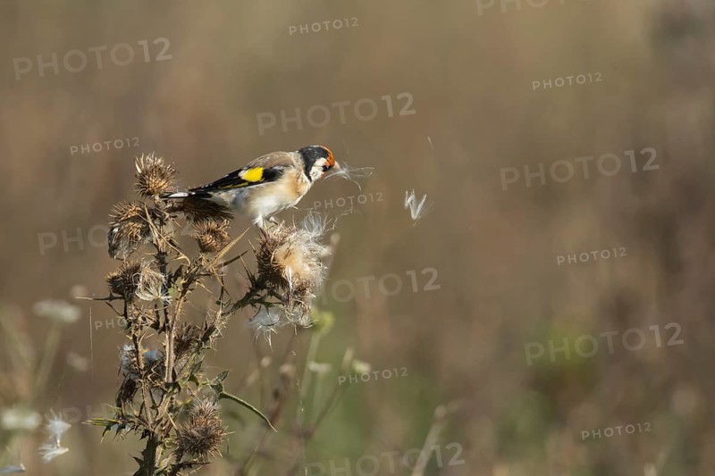 European goldfinch (Carduelis carduelis) adult bird feeding on a Spear thistle seed head, Lincolnshire, England, United Kingdom, Europe