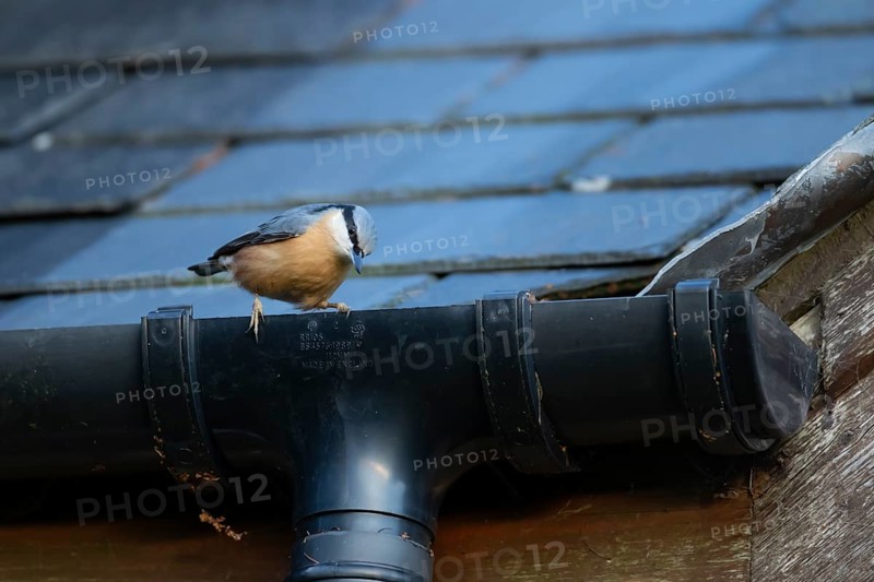 European nuthatch (Sitta europaea) adult bird on a house gutter, Wales, United Kingdom, Europe