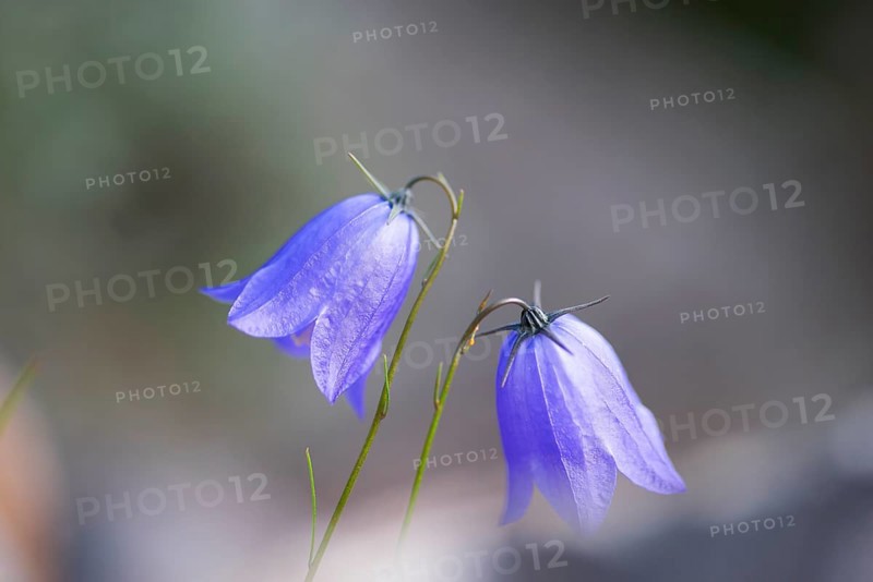 Round-leaved bellflower (Campanula rotundifolia), close-up, nature photograph, Norway, Tinn, Vestfold, Europe