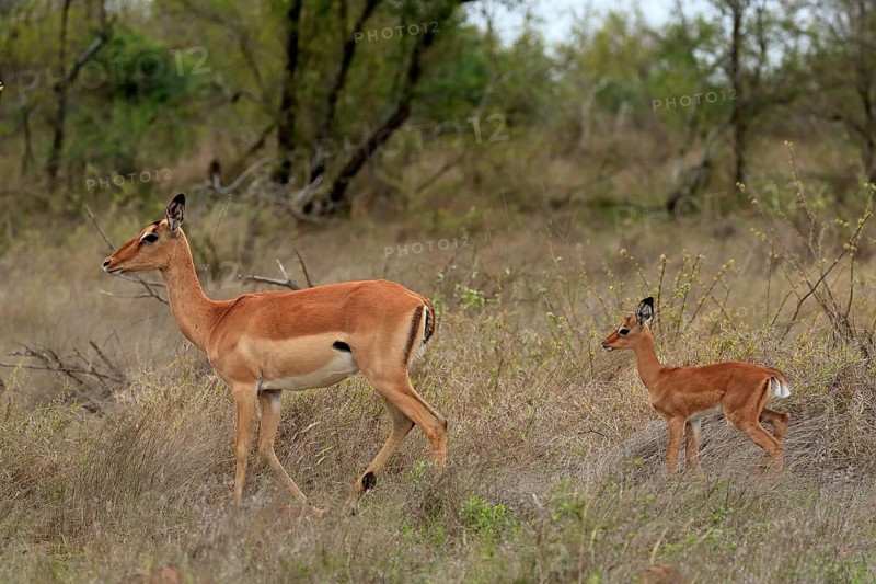 Black Heeler Antelope, (Aepyceros melampus), adult, female, young animal, mother with young animal, Kruger National Park, Kruger National Park, South Africa, Africa