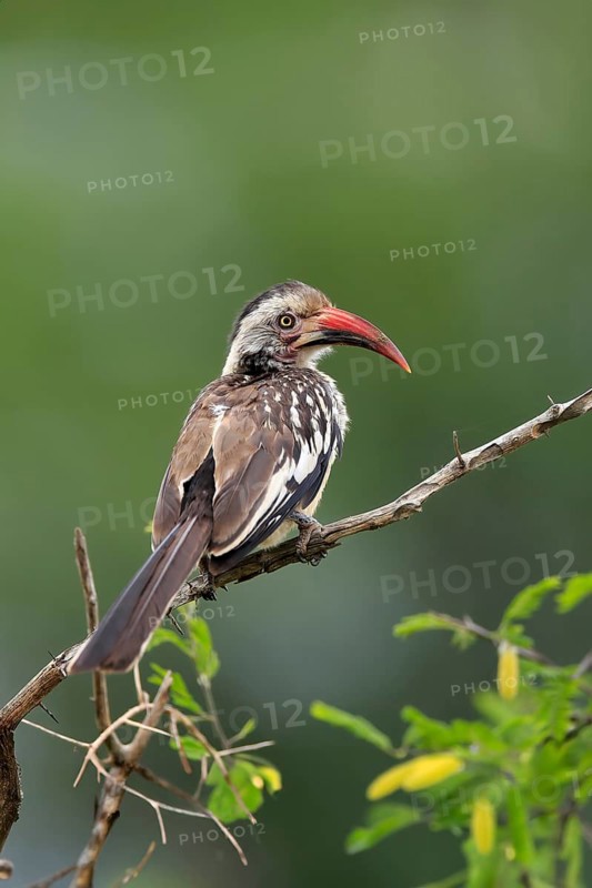 Red-billed hornbill (Tockus erythrorhynchus), adult, on wait, Kruger National Park, Kruger National Park, South Africa, Africa