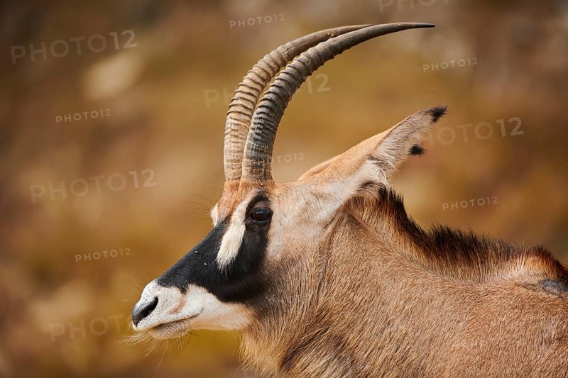 Roan Antelope (Hippotragus equinus) portrait, in the dessert, captive, distribution Africa
