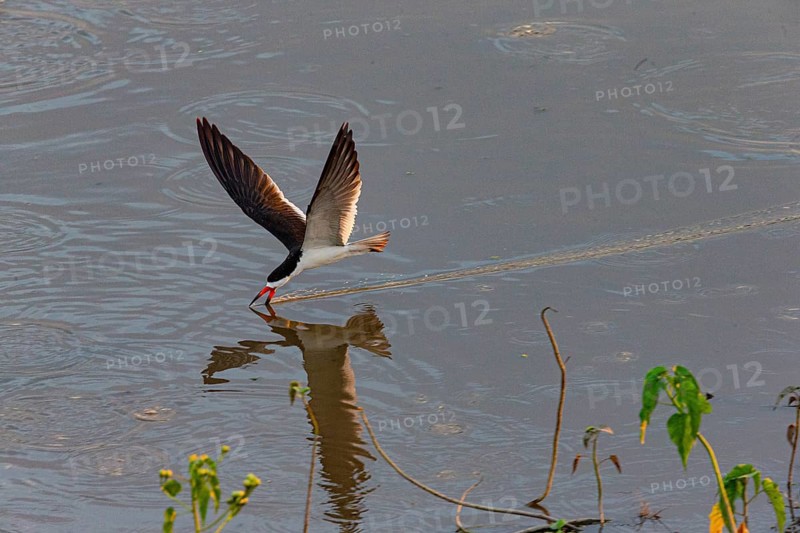 Black-mantled cranesbill (Rynchops nigra) Pantanal Brazil