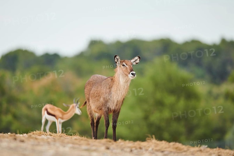 Waterbuck (Kobus defassa) in the dessert, captive, distribution Africa