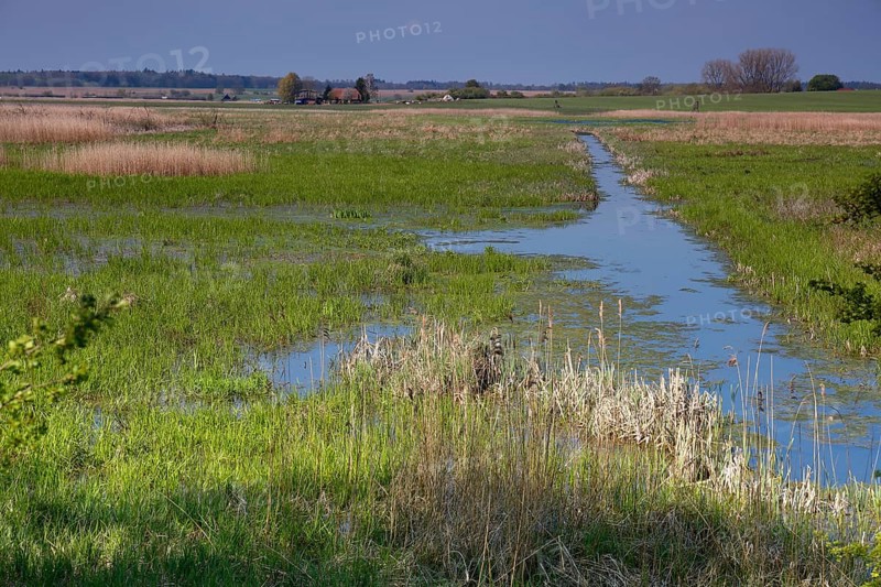 Wetland biotope in the Peene valley, waterlogged meadows, rare habitat for endangered plants and animals, Flusslandschaft Peenetal nature park Park, Mecklenburg-Western Pomerania, Germany, Europe