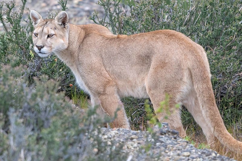 Cougar (Cougar concolor), silver lion, mountain lion, cougar, panther, small cat, Torres del Paine National Park, Patagonia, end of the world, Chile, South America
