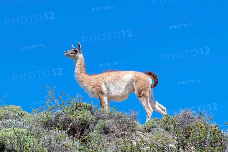 Guanaco (Llama guanicoe), Huanako, Torres del Paine National Park, Patagonia, End of the World, Chile, South America
