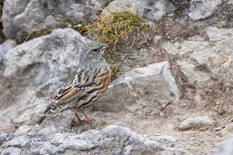 Alpine accentor