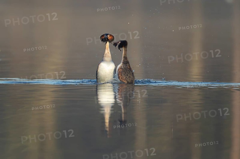 Great crested grebe (Podiceps cristatus) two adult birds performing the weed dance during their courtship display on a lake, Suffolk, England, United Kingdom, Europe