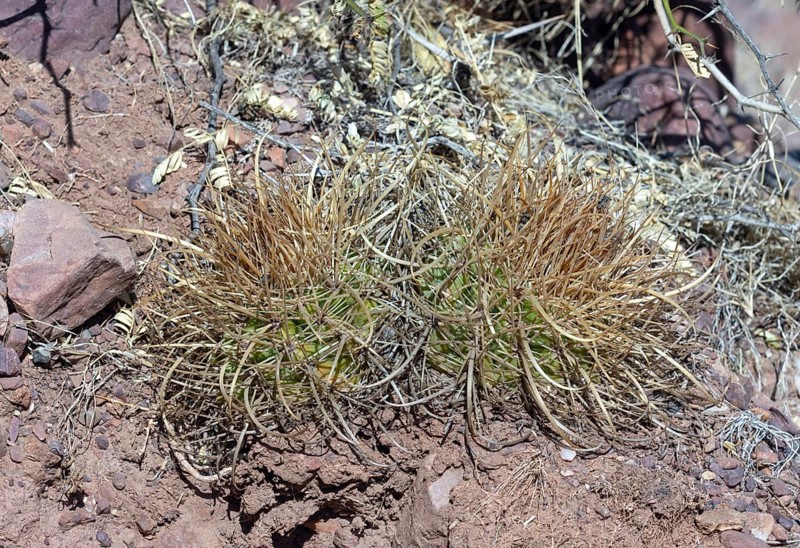 Parodia maasii