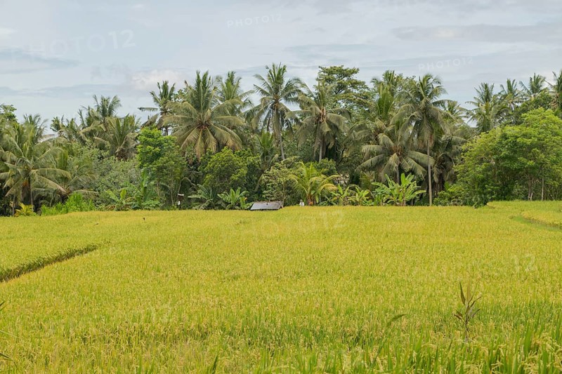 Rice fields in countryside, Ubud, Bali, Indonesia, green grass, large trees, jungle and cloudy sky. Travel, tropical, agriculture, Asia