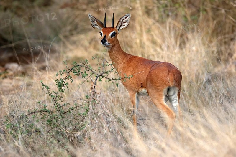 Steenbok (Raphicerus campestris), adult, male, foraging, vigilant, dwarf antelope, Kruger National Park, Kruger National Park, South Africa, Africa
