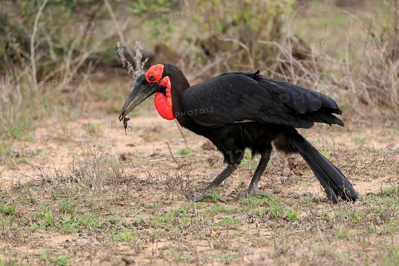 Southern ground hornbill (Bucorvus leadbeateri), adult, foraging, feeding, with prey, alert, Kruger National Park, Kruger National Park, South Africa, Africa