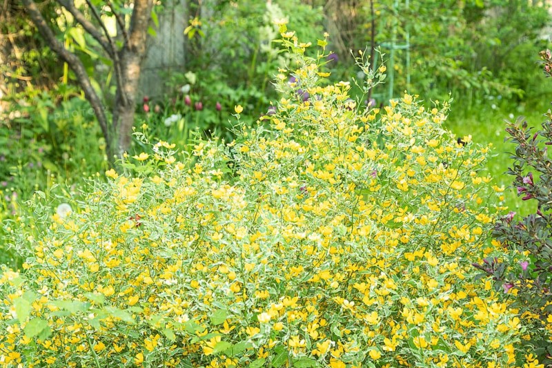Japanese kerria flowers of yellow color in the garden, selective focus