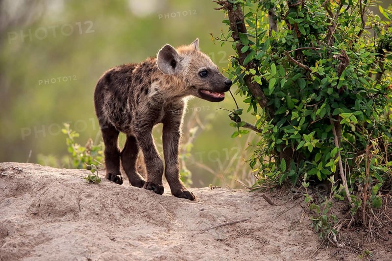 Spotted hyena (Crocuta crocuta), young animal, at the den, vigilant, Kruger National Park, Kruger National Park, South Africa, Africa