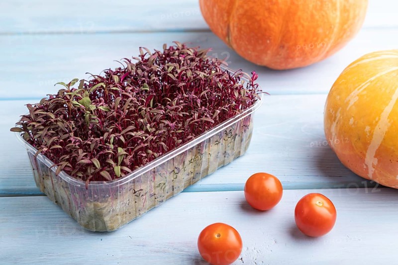 Microgreen sprouts of purple amaranth with pumpkin on blue wooden background. Side view, close up