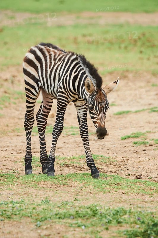 Plains zebra (Equus quagga) foal, walking in the dessert, captive, distribution Africa