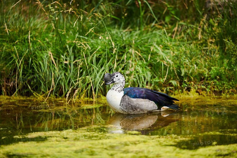 Knob-billed duck (Sarkidiornis melanotos) standing in the water, captive