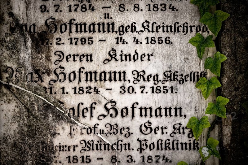 Gravestone with common ivy (Hedera helix), Munich, Bavaria, Germany, Europe