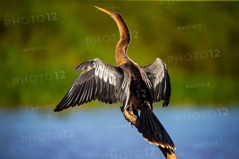 American darter (Anhinga anhinga) Pantanal Brazil