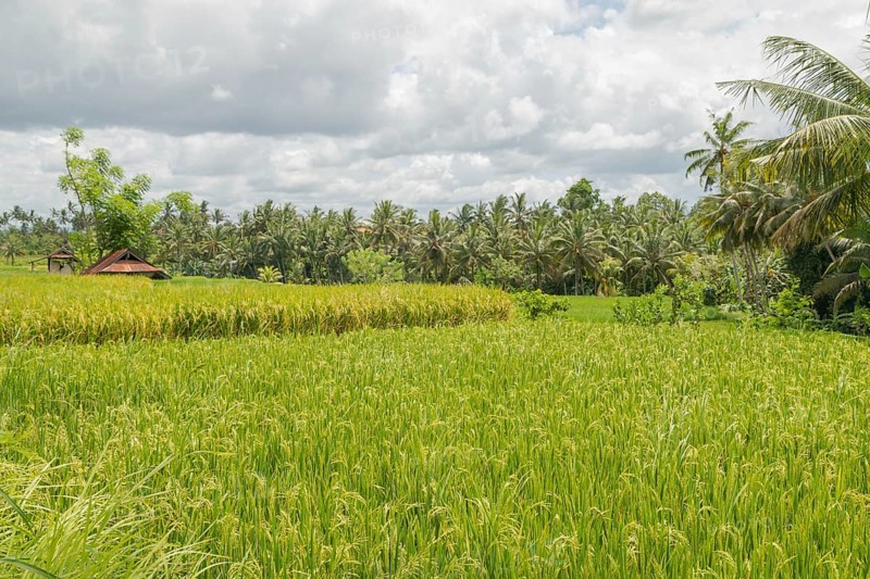 Rice fields in countryside, Ubud, Bali, Indonesia, green grass, large trees, jungle and cloudy sky. Travel, tropical, agriculture, Asia
