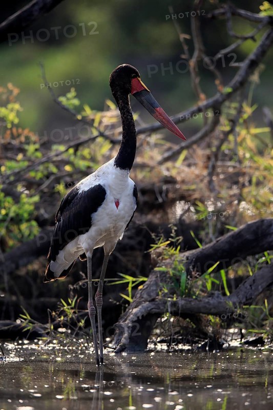 Saddle-billed stork (Ephippiorhynchus senegalensis), adult, foraging, in the water, Kruger National Park, Kruger National Park, South Africa, Africa