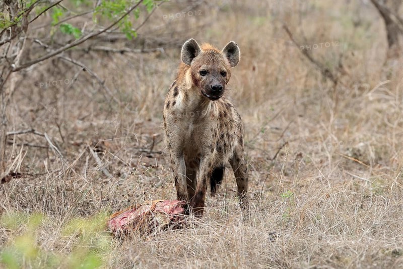 Spotted hyena (Crocuta crocuta), adult, with prey, Sabi Sand Game Reserve, Kruger National Park, Kruger National Park, South Africa, Africa