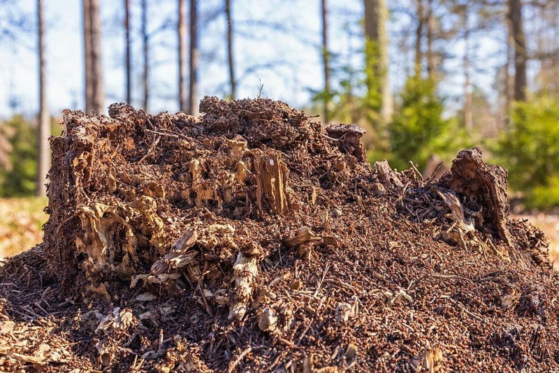 Ant colony on a tree stump on a sunny spring day