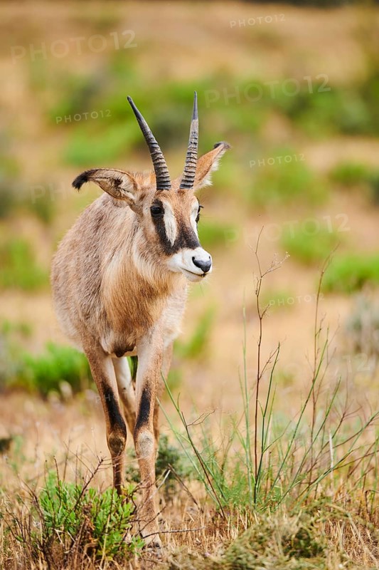 Roan Antelope (Hippotragus equinus) in the dessert, captive, distribution Africa